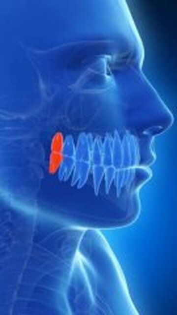 Wisdom teeth have connections to important parts of the central nervous system, such as...