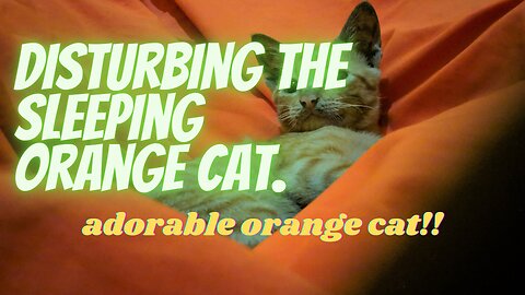 disturbing the sleeping orange cat.