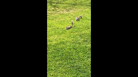 Two Squirrels Outside #follow #followme #shorts #viral #squirrel #grass #green