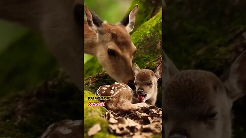 New Born Baby Deer 💕 #mother #love #baby #dear #new #viral #shorts