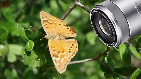 I Finally Bought the Sony 30mm F/3.5 Macro Lens
