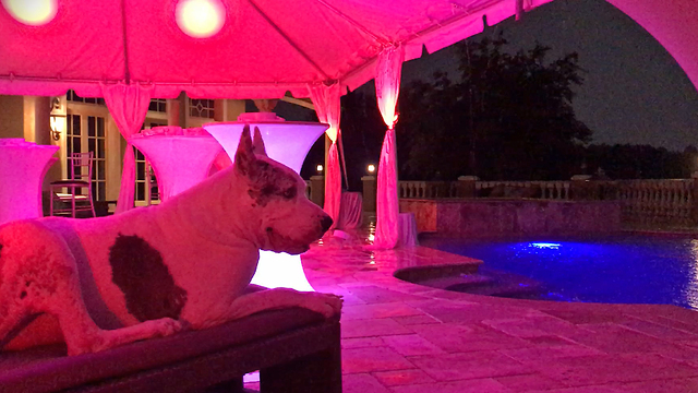 Max the Great Dane Chills Out With Party Lights