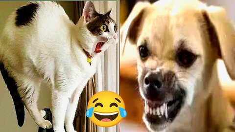 New Funny Animals 2024 Funniest Cats and Dogs Videos