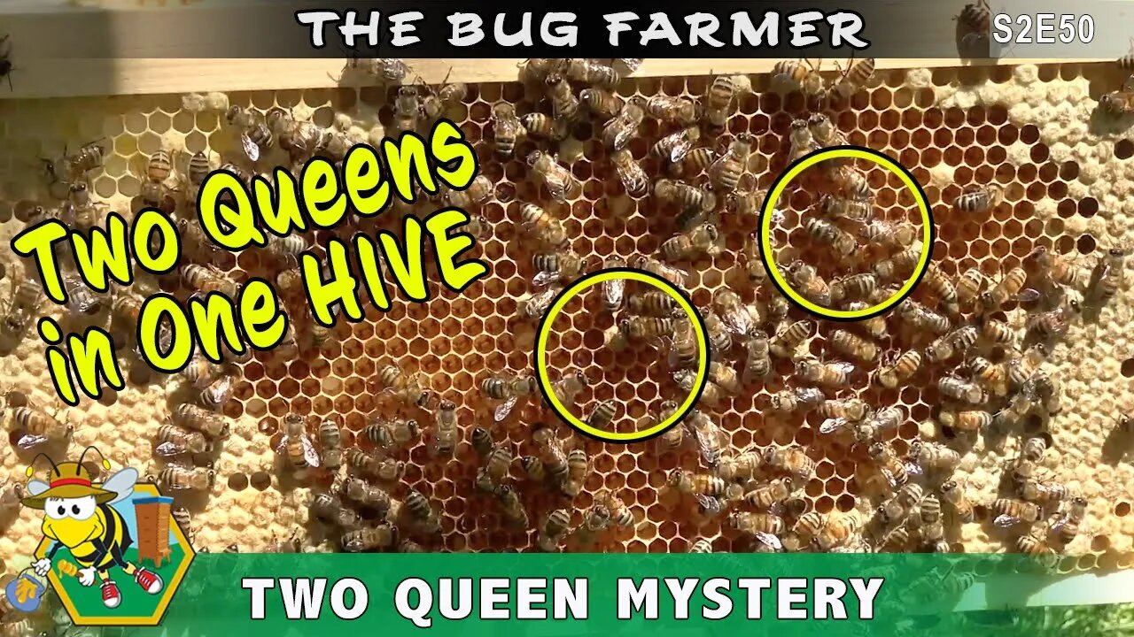 Two Queens in One Beehive? Is it possible to have two queens in one hive? It is in the green hive.