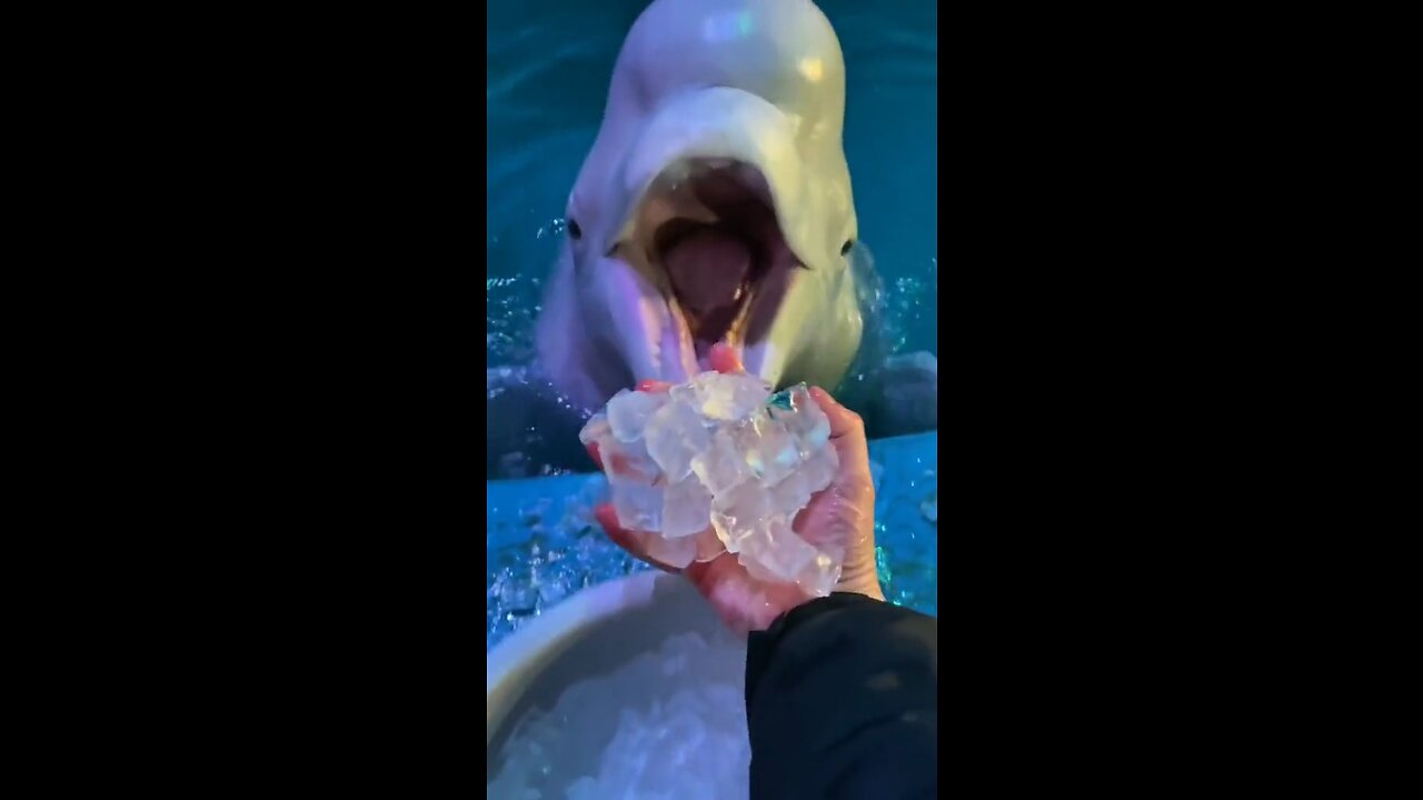 DOLFIN EATING ICE 🧊