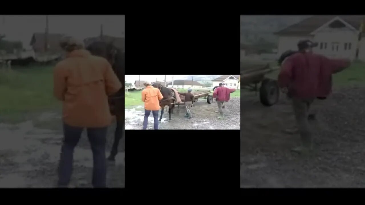 village animals /animals in village