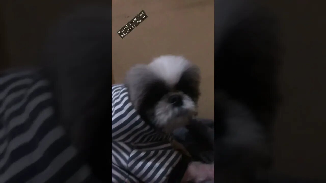 Thank you to all who greeted Us a Happy Birthday today! -ChummyLala 🐾🐶