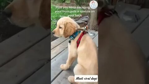 Most Viral DOGS on the internet! 🐶 Ultimate Funny Dogs Compilation! 🐶