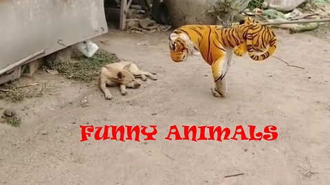 Fake Lion Prank!!! | Funny Dogs | Funny animals