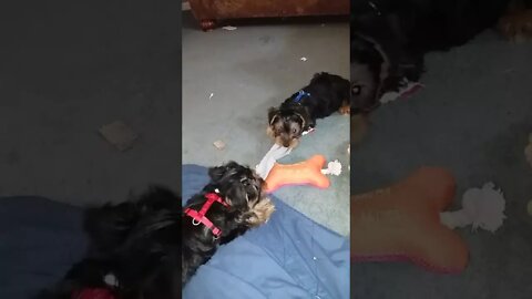 Socks and Violence, September 30, 2017.