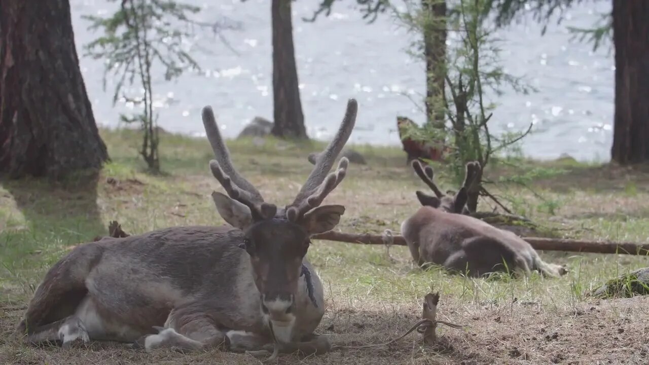 reindeer chilling in Mongolia along a lake in a forest