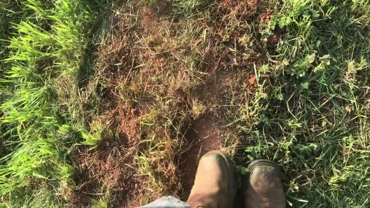 Results of chop and drop on broad acre organic garden