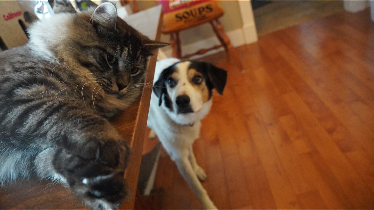 "I Follow The Cat Around...Somebodies Gotta Dog It" Signed, The Dog