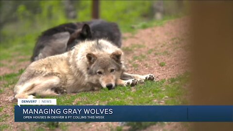 Open houses on gray wolves in Denver & Ft Collins this week