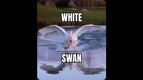 White Swan
