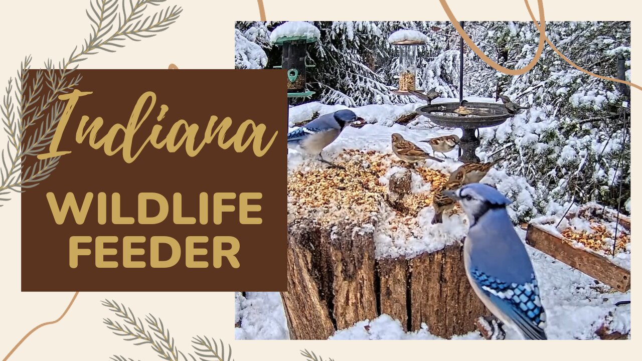 LIVE 24/7 Indiana Birds, Squirrels and Wildlife Feeder Cam