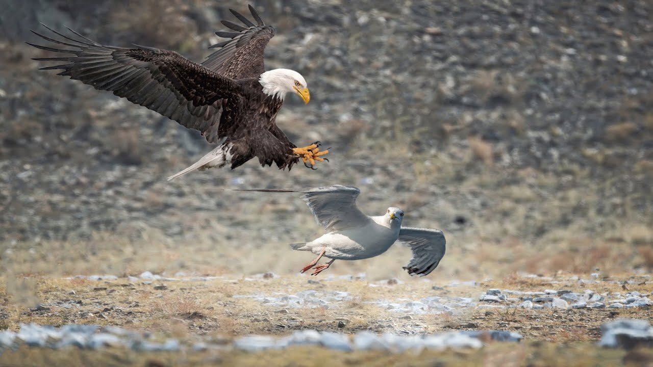 Can Small Seagull Escape From King Eagle Hunting?