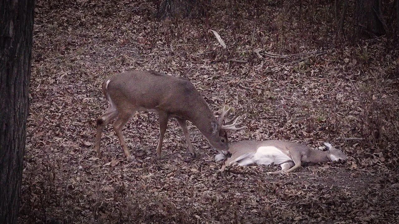 Freak Buck Shot Sniffing Doe | Team Radical