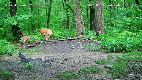 Two fawns with a buck