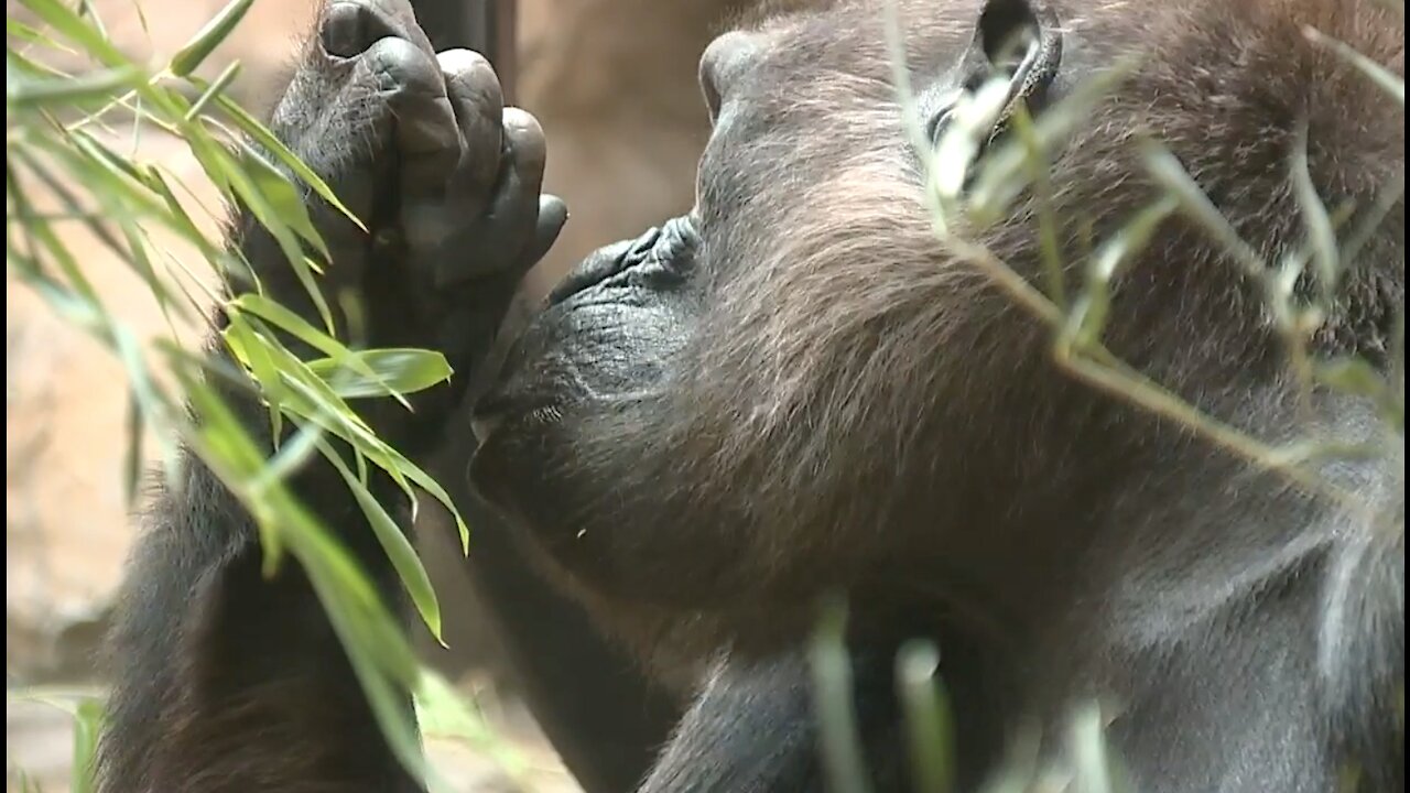 Newborn gorilla makes debut at Cleveland Metroparks Zoo