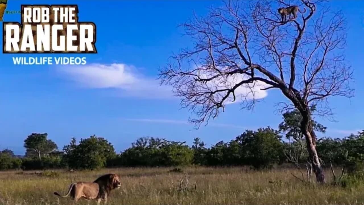 Scotia Female Leopard - Year 2, Independence - 5: Run In with The Male Lions