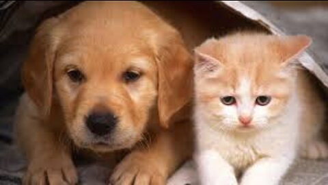 funny animal video of cute dogs and cats