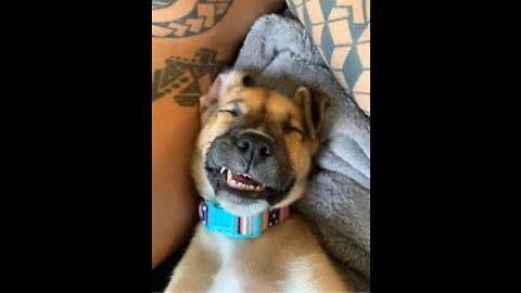 Aww 🥰 Cutest Dogs Video Compilation 😀