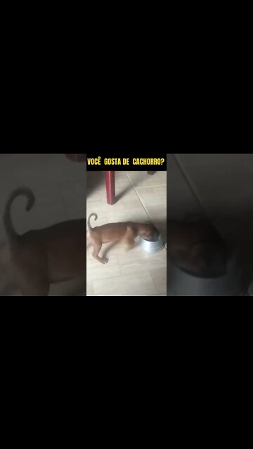 PINSCHER realmente BRAVO #shorts