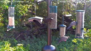 Juvenile Red-bellied woodpecker