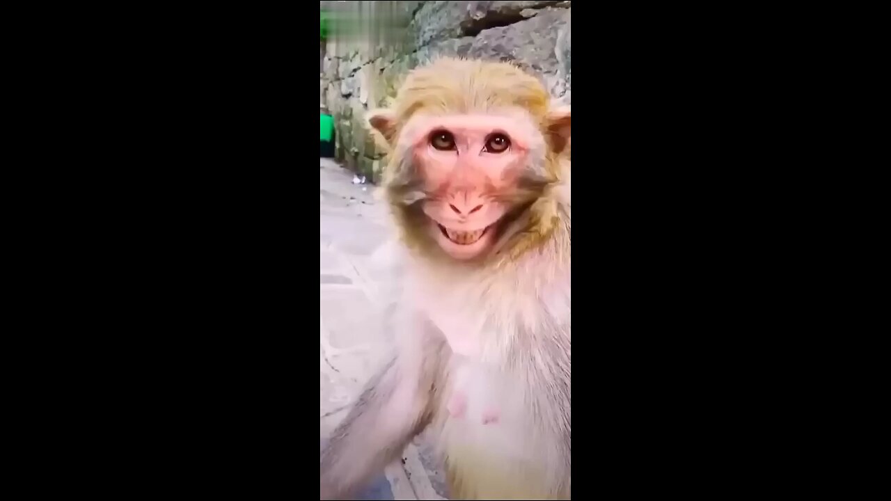 Laughing 🤣 monkey