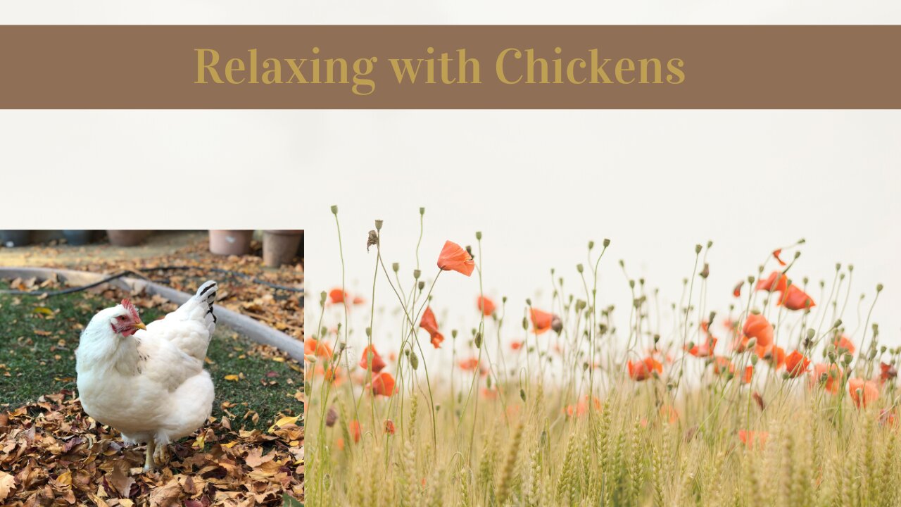 Relaxing Chickens | Therapeutic Chicken Video