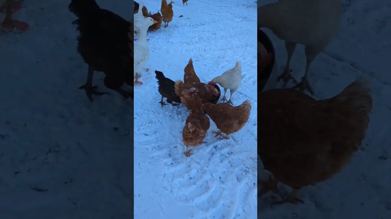 The chickens love leftovers!#happychickens #homesteading #simplelife #chickens