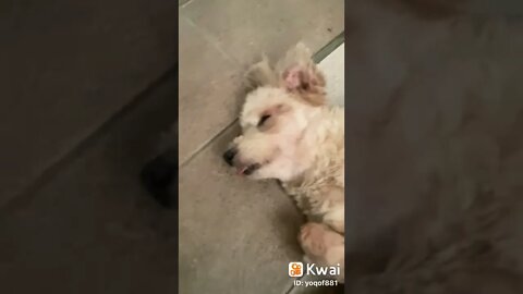 Cachorros engraçados kkk 😂😂😂