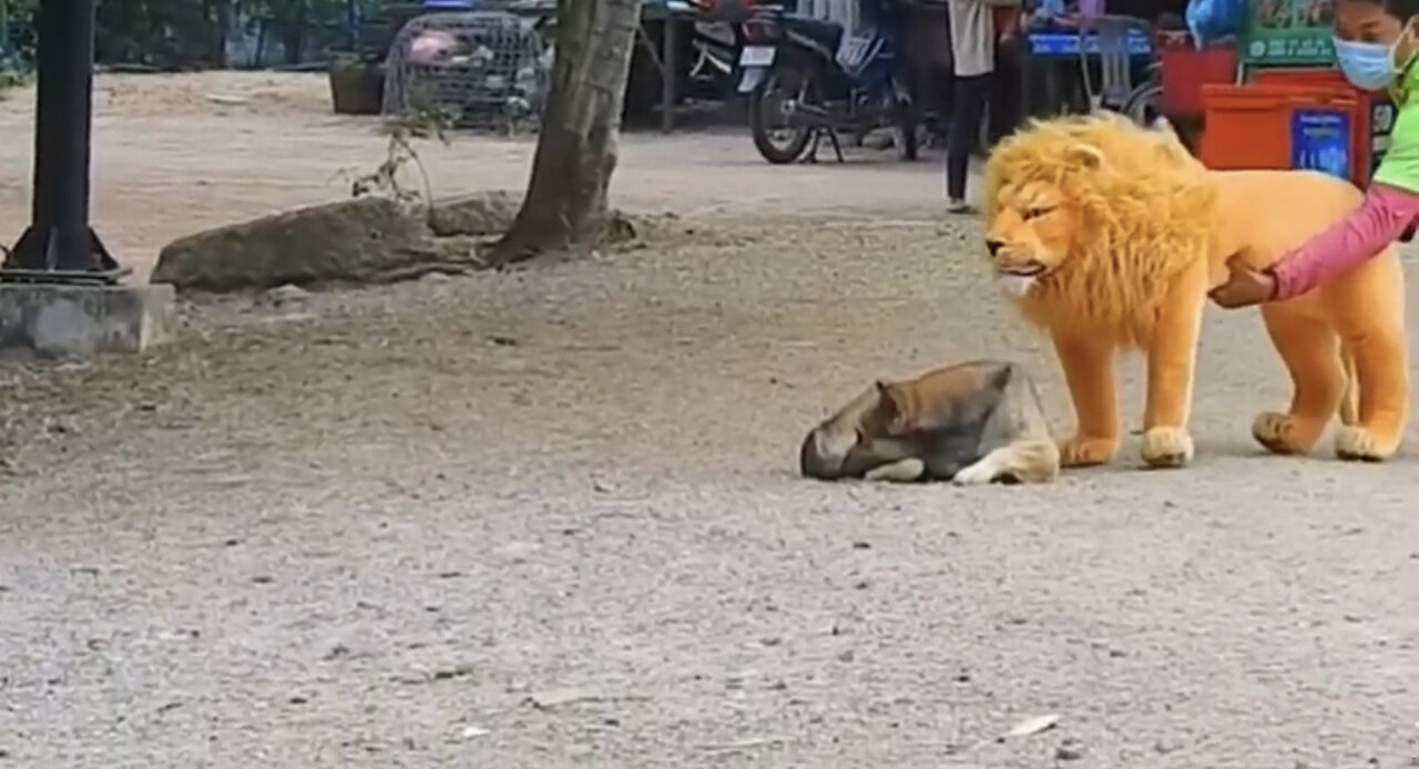 troll-prank-dog-funny-and-fake-lion-and-fake-tiger-prank-to-dog-and-huge-box-prank-to-dog