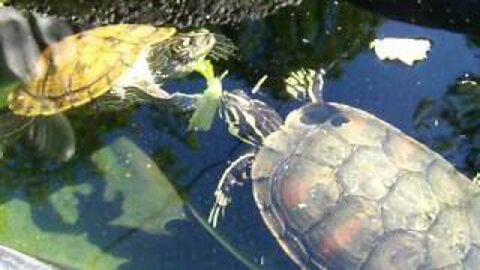 Aquatic Turtles Eating Lettuce In Their Outdoor Pond