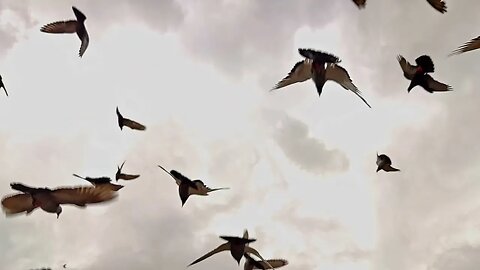 Pigeons Flapping And A Cock Or Two