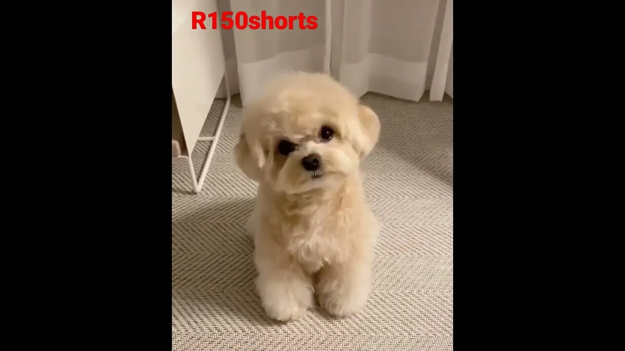 pappy Fun Video #r150shorts |#r150shorts |#youtubeshorts