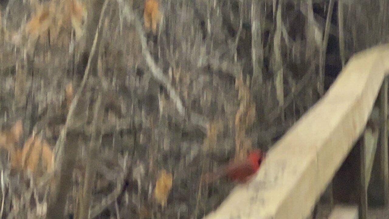 James Gardens Toronto Cardinals