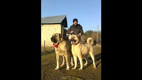 Turkish Kangal recordings!(*kangal vs tiger*)