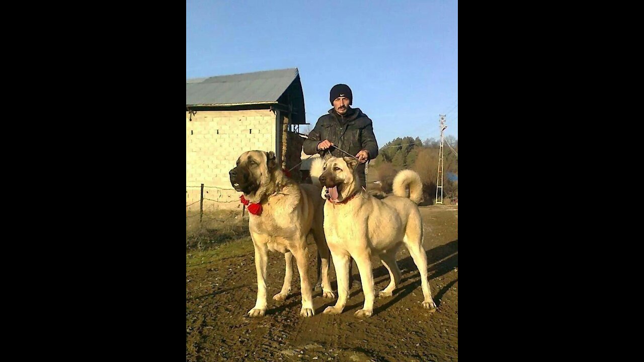Turkish Kangal recordings!(*kangal vs tiger*)