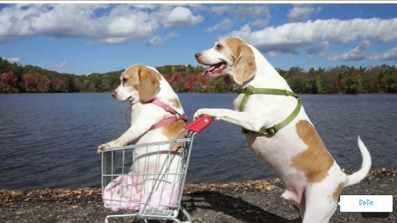 Dogs' Epic Shopping Cart Voyage- Funny Dogs Maymo & Penny