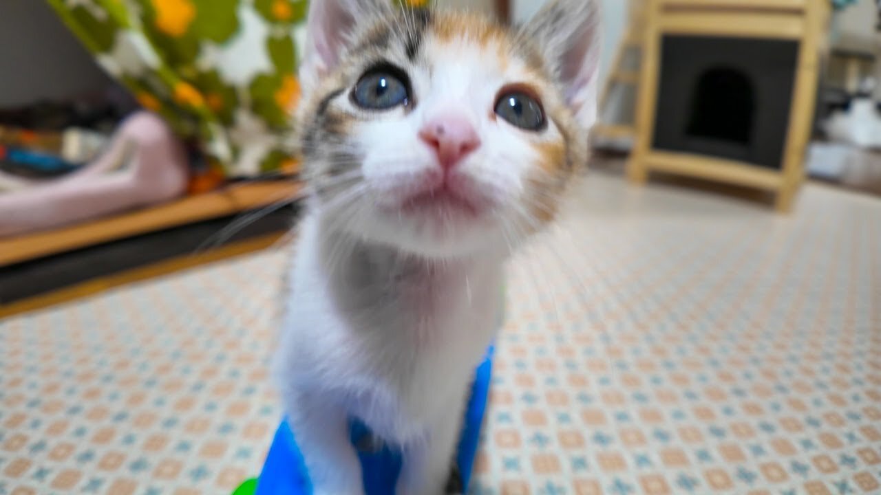 Kitten wakes up and starts playing right away