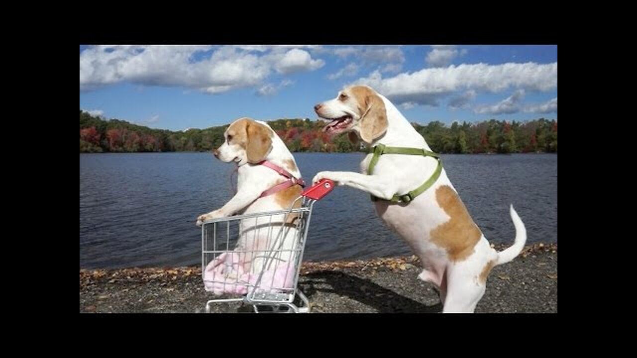 Dogs' Epic Shopping Cart Voyage_ Funny Dogs Maymo & Penny.