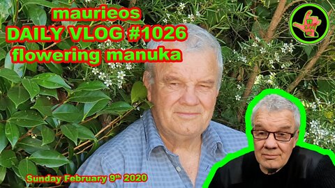 maurieos DAILY VLOG #1026 flowering manuka