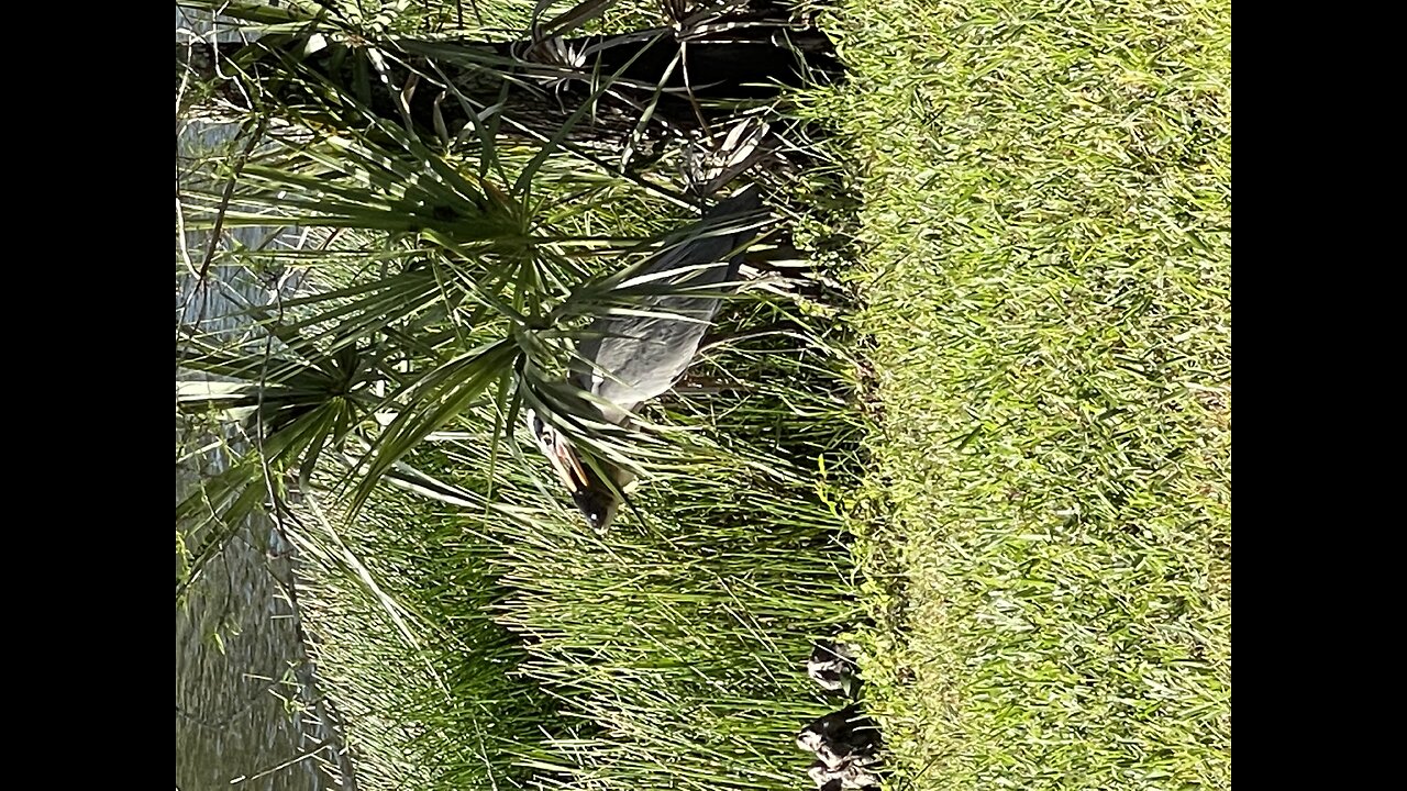 Great Blue Heron Catches Huge Blue Tilapia Part 1 #4K #HDR #DolbyVision 