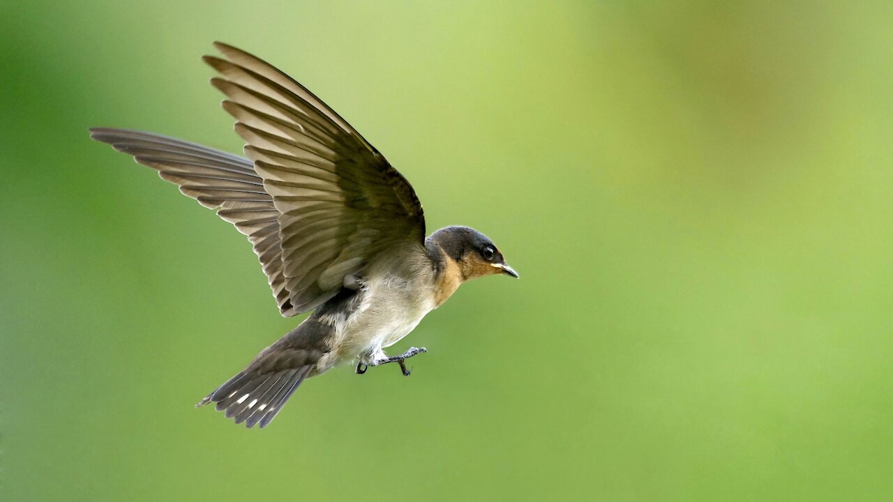 Stress Relief Cute Bird's Cinematic Video Relaxing Music.