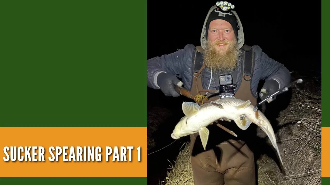 Sucker Spearing Part 1 / Roadside Ditch Fishing / Fish Spearing Video / Spearing Fish At Night