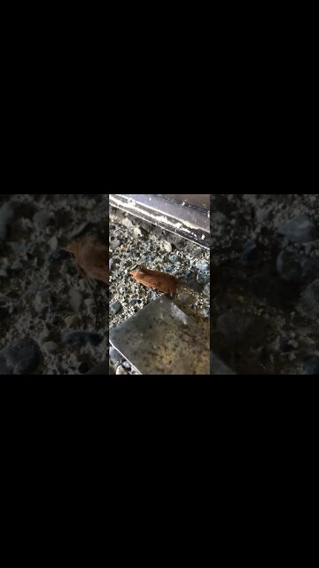 Mothman hey I was having a nap