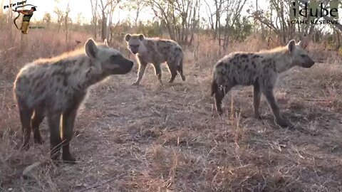 Watching Hyenas, Part 7