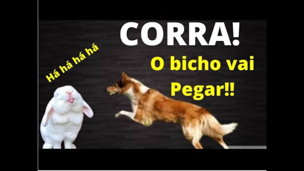 💋 Cãozinho Pirou Caçada ao Coelho!!!